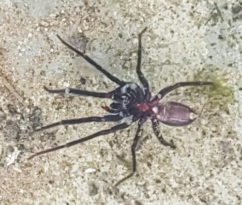 Segestria florentina